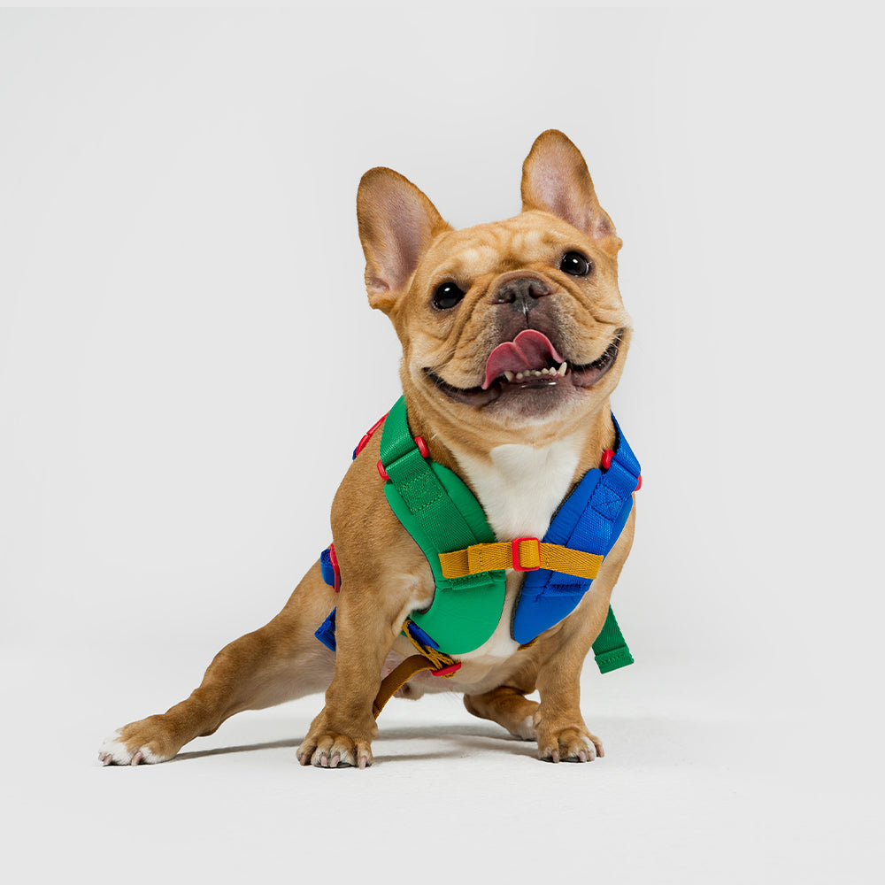 いぬ 10周年特別モデル【体に優しいシリーズ】MIX / 10th year