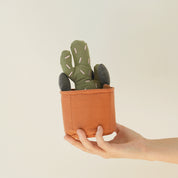 カクタス ノーズワークトイ グリーン  /  CASTUS POT NOSEWORK TOY