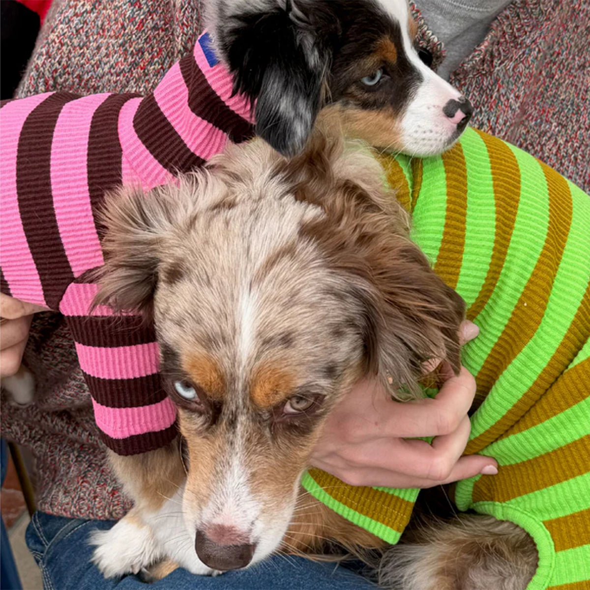 2026SS_0003_little-beast-fresh-grass-onesie-dog-stripe-onesie-1235136572_x1024_progressive_jpg_a7faf60b-0503-42c1-9459-3c3e9fc8d169.jpg