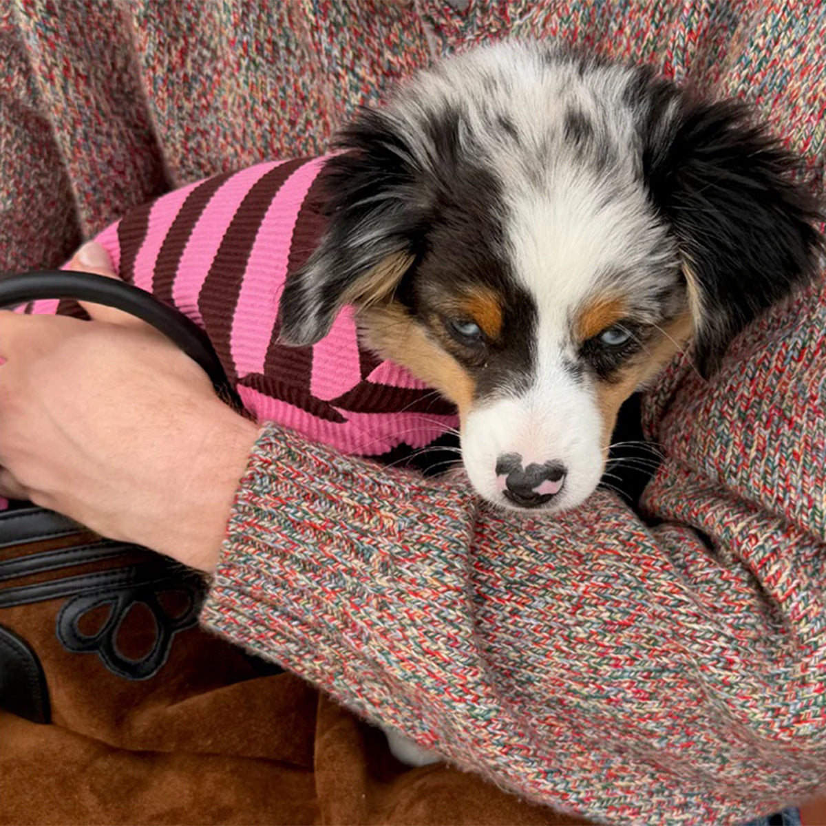 斜めストライプの犬の服 斜めストライプの犬の服 【公式通販】