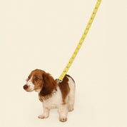 3wayリード / Cowboy Leash - Olive