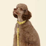 3wayリード / Cowboy Leash - Olive