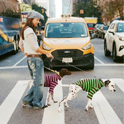【2026年秋冬新作】ストライプ リブ プルオーバー / Striped sweatshirt