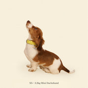 首輪 / Cowboy Collar - Olive