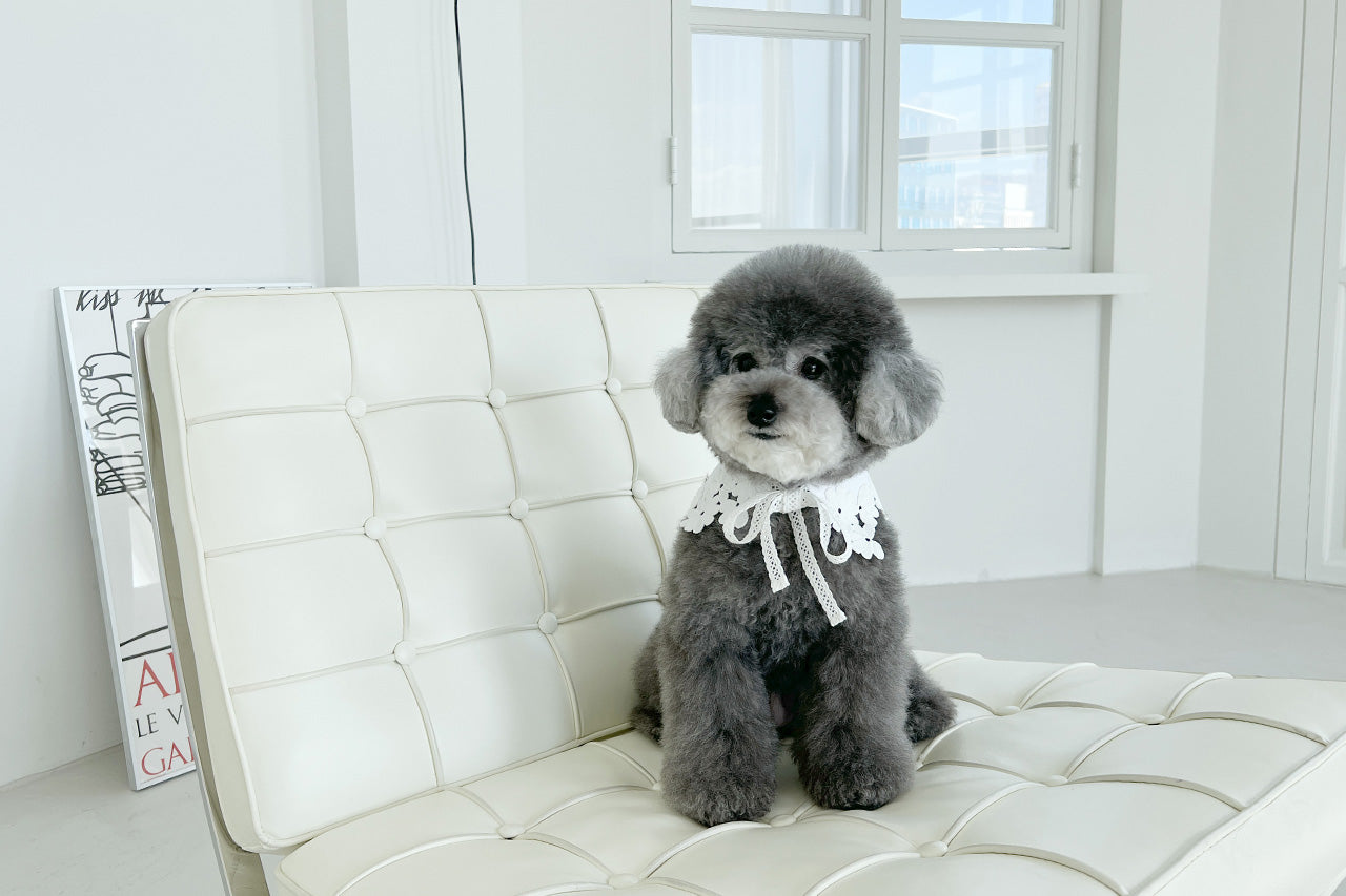 Ouir Dire / ウィアディア 正規販売店 – inunoco / いぬのこ