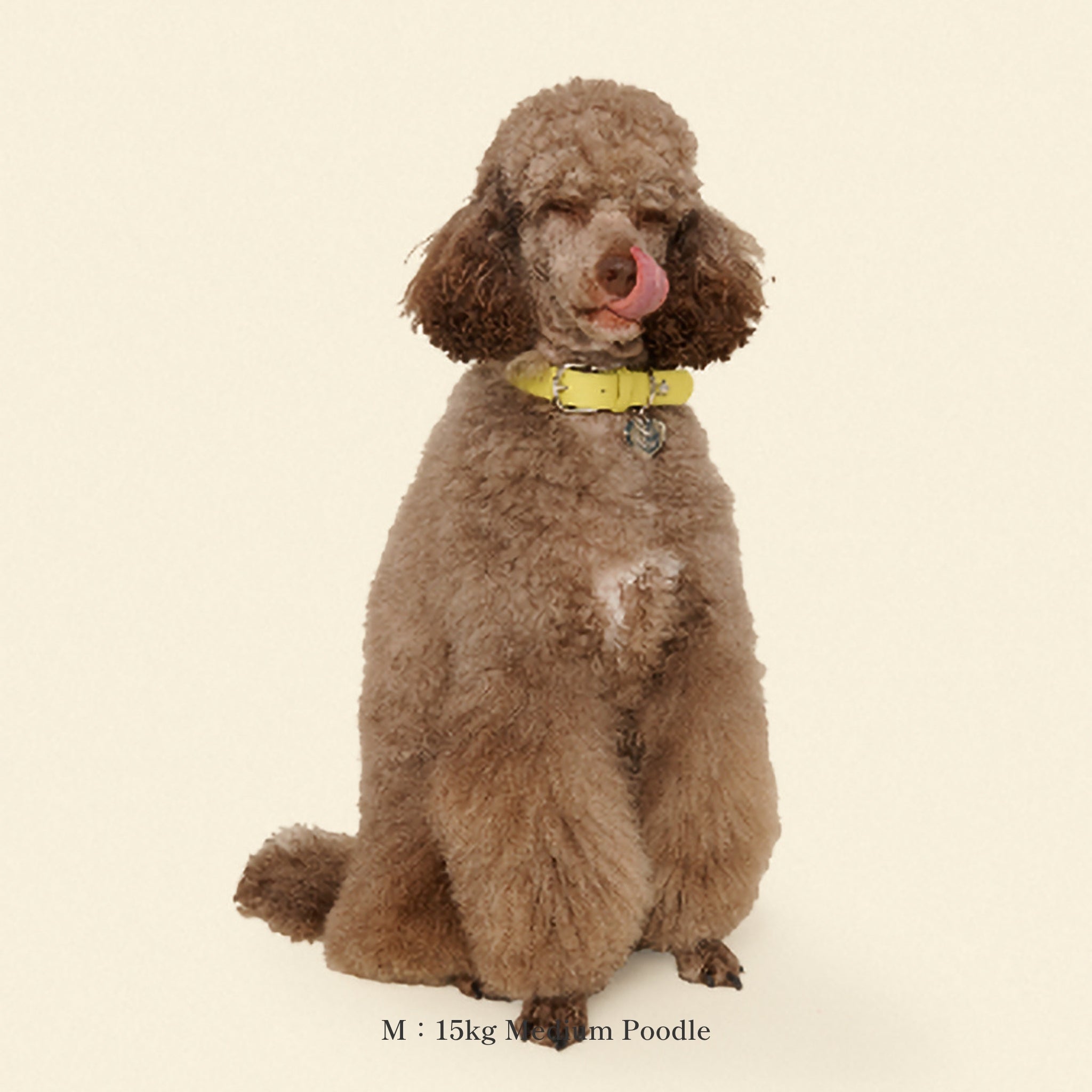 首輪 / Cowboy Collar - Olive