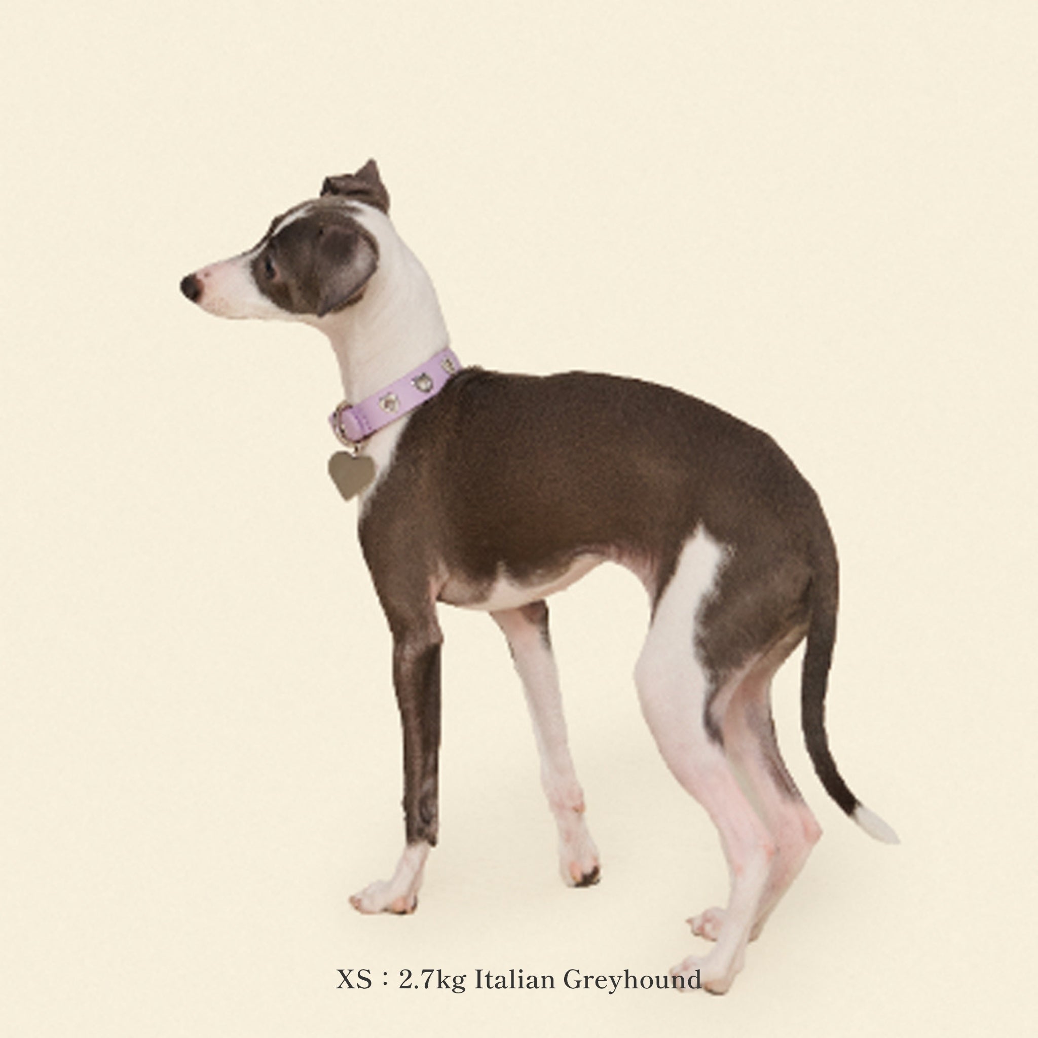 首輪 / You Mean The World To Me Collar - Lilac