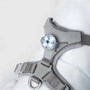 LED ライト / Explore Pets LED Pendant