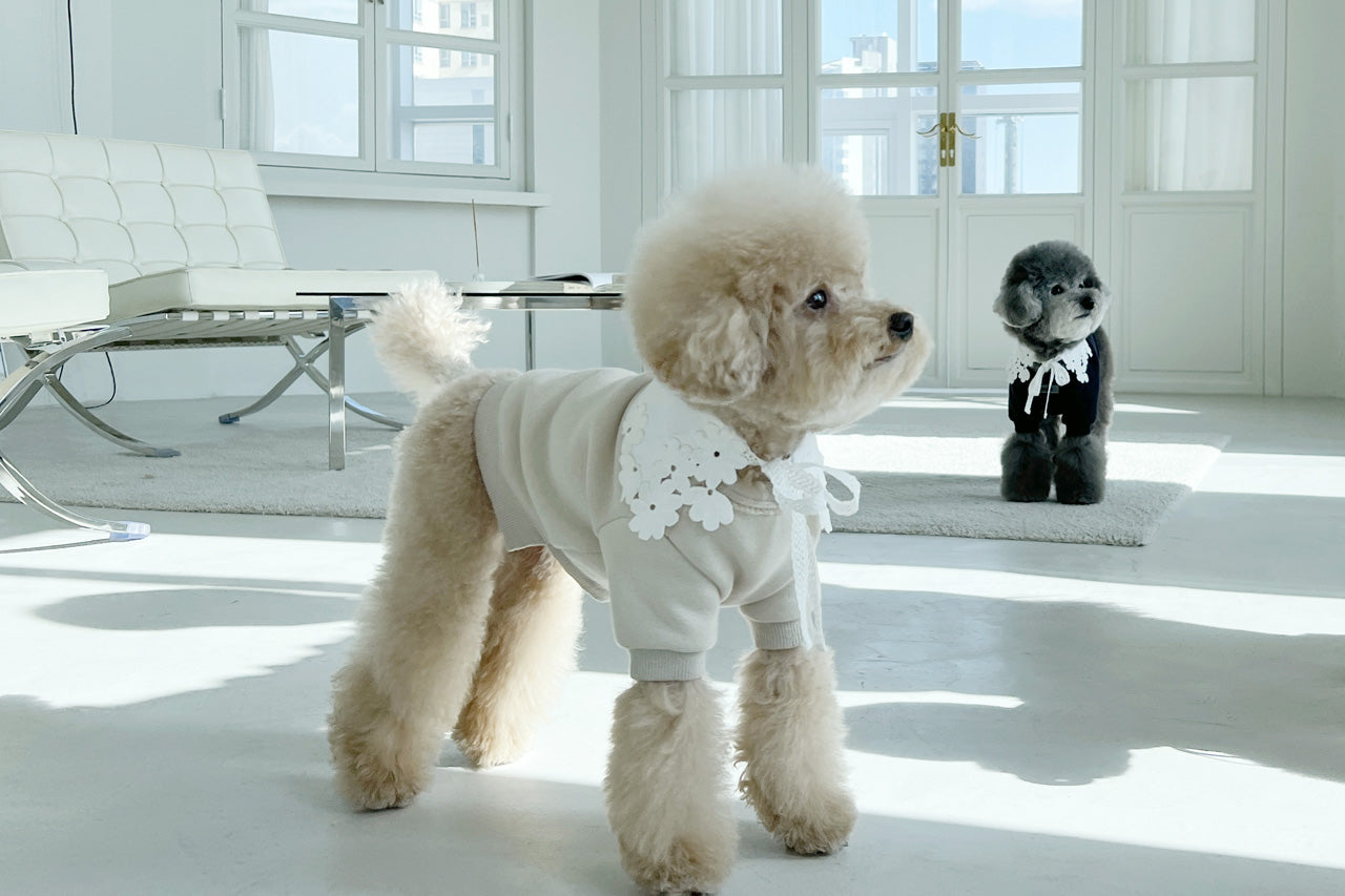 クーズカラー / COOZ collar