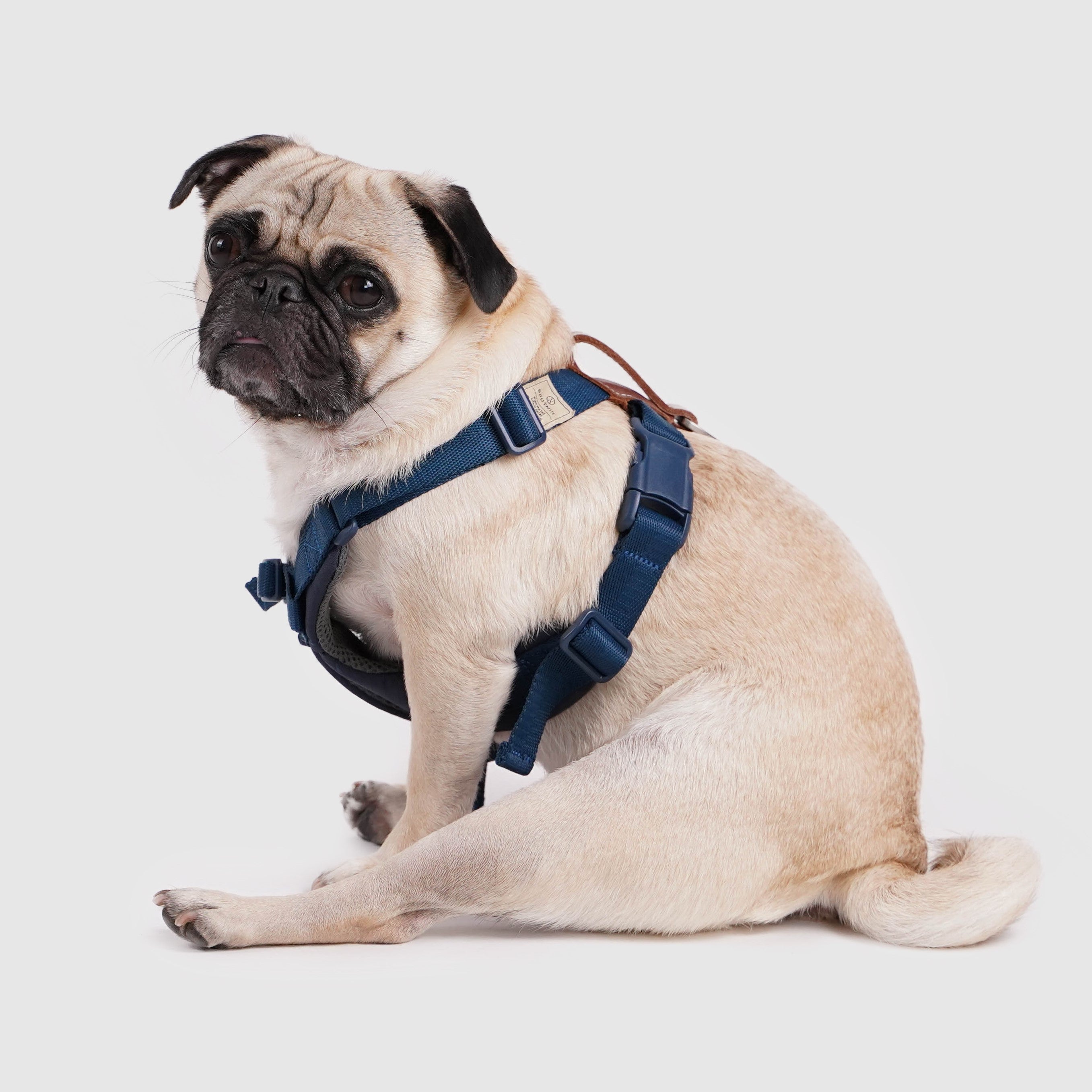 【体に優しいシリーズ】ハーネス イエロー / Explore harness