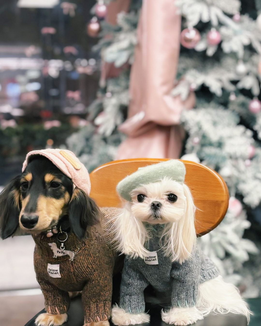 ペットセーター Sage Tweed / Funky Gentle dogシリーズ アルパカウールブレンド