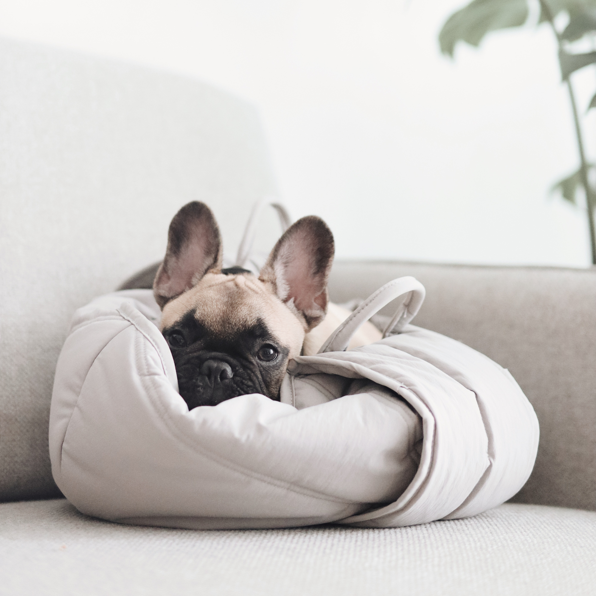 3way キャリーバッグ / OLLA petite pet carrycot