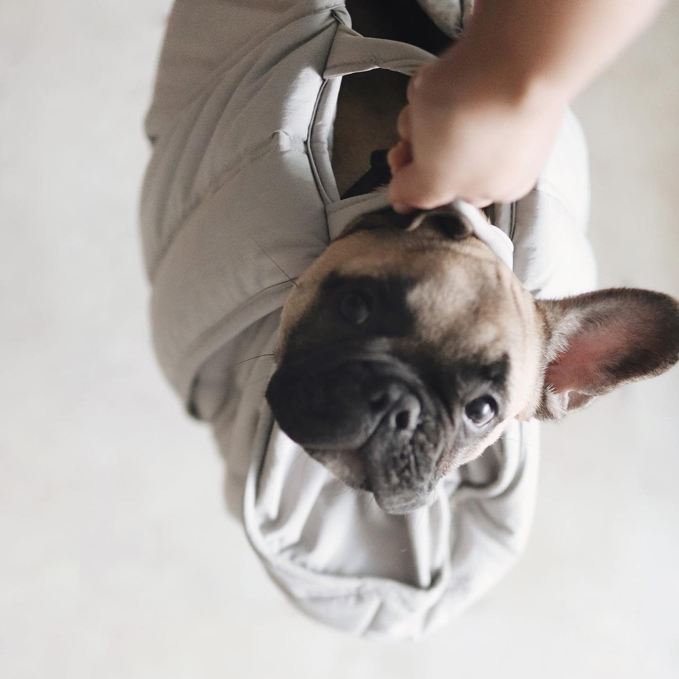 3way キャリーバッグ / OLLA petite pet carrycot