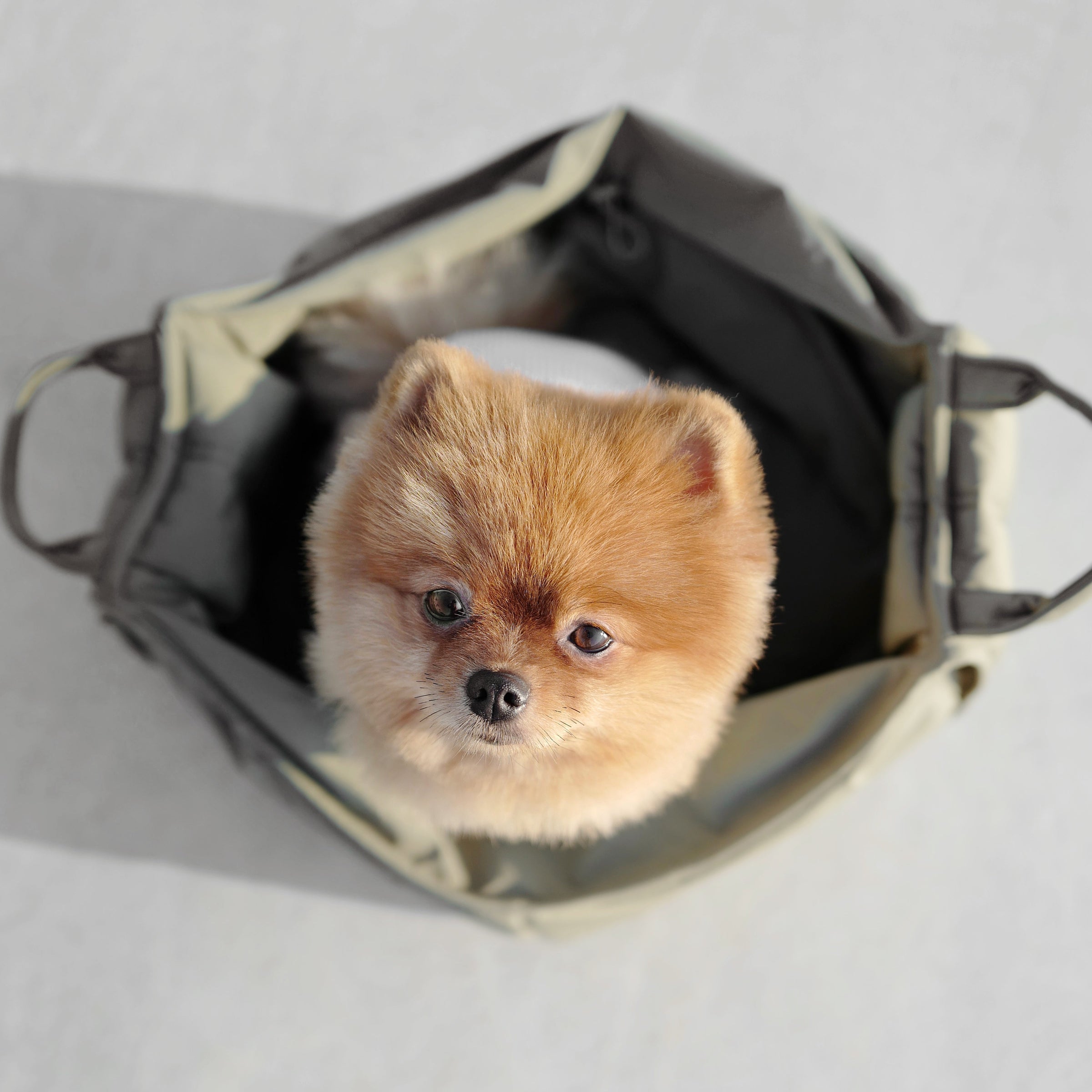 3way キャリーバッグ / OLLA petite pet carrycot