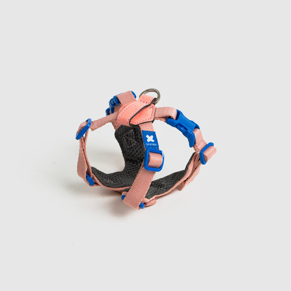  10th year harness