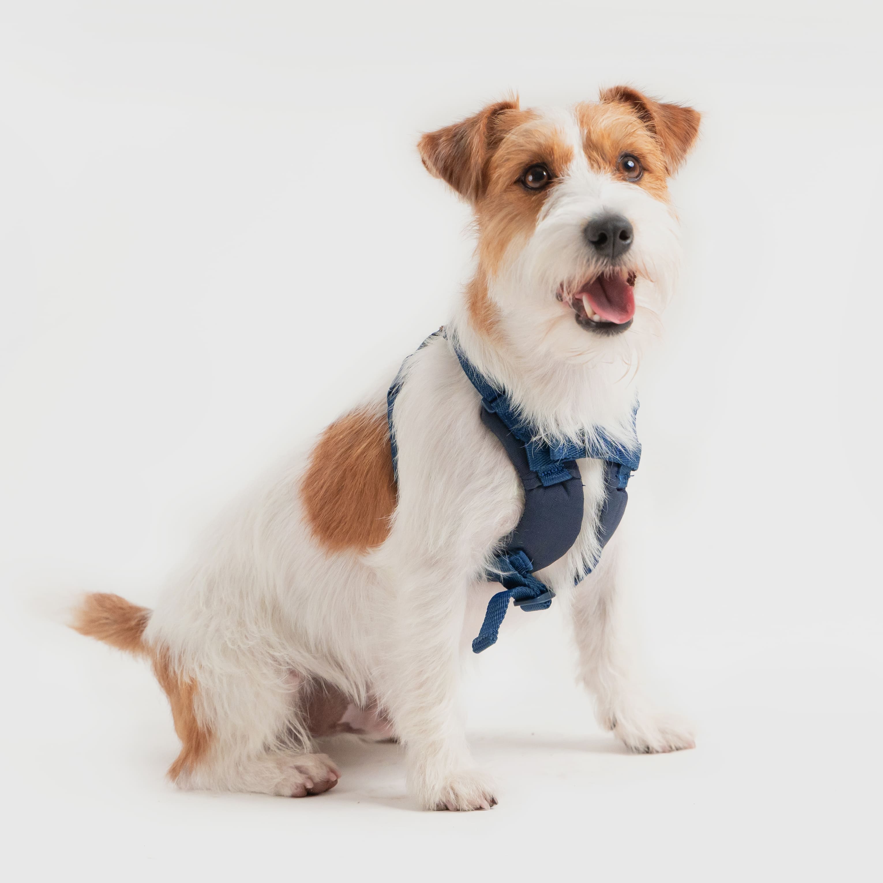 トナカイハーネス角ブラウンL、角レッドM HARNESS（ハーネス）／こいちご足入れ：Toto & Pal