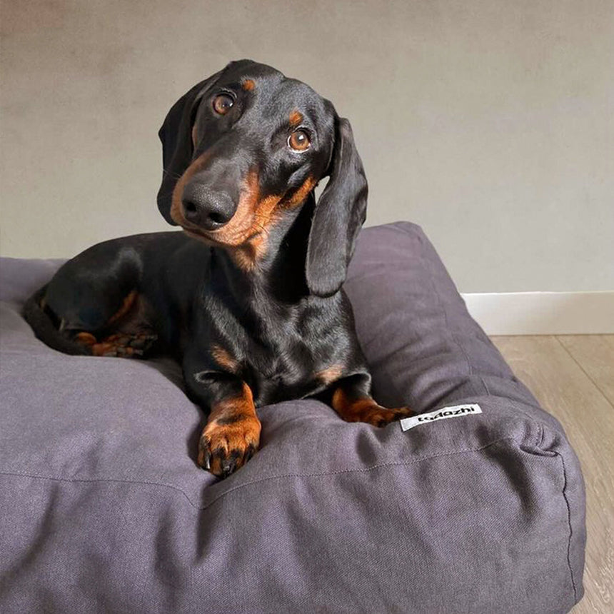 Tadazhi / タダシ 正規販売店 – inunoco / いぬのこ