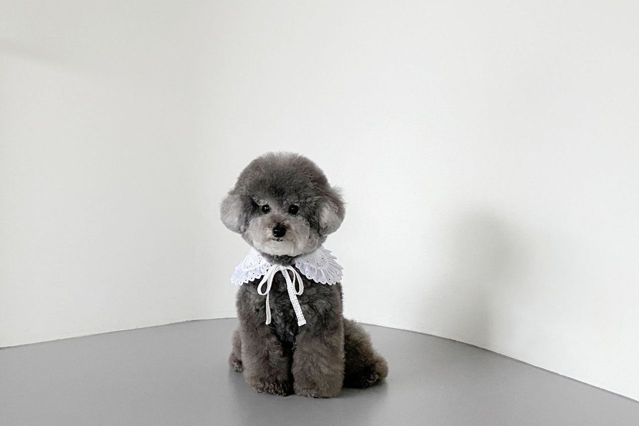 イベリスフラワーカラー / IBERIS collar