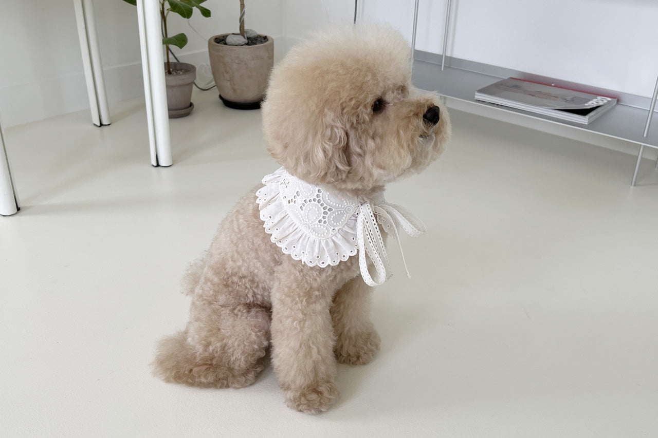 イベリスフラワーカラー / IBERIS collar