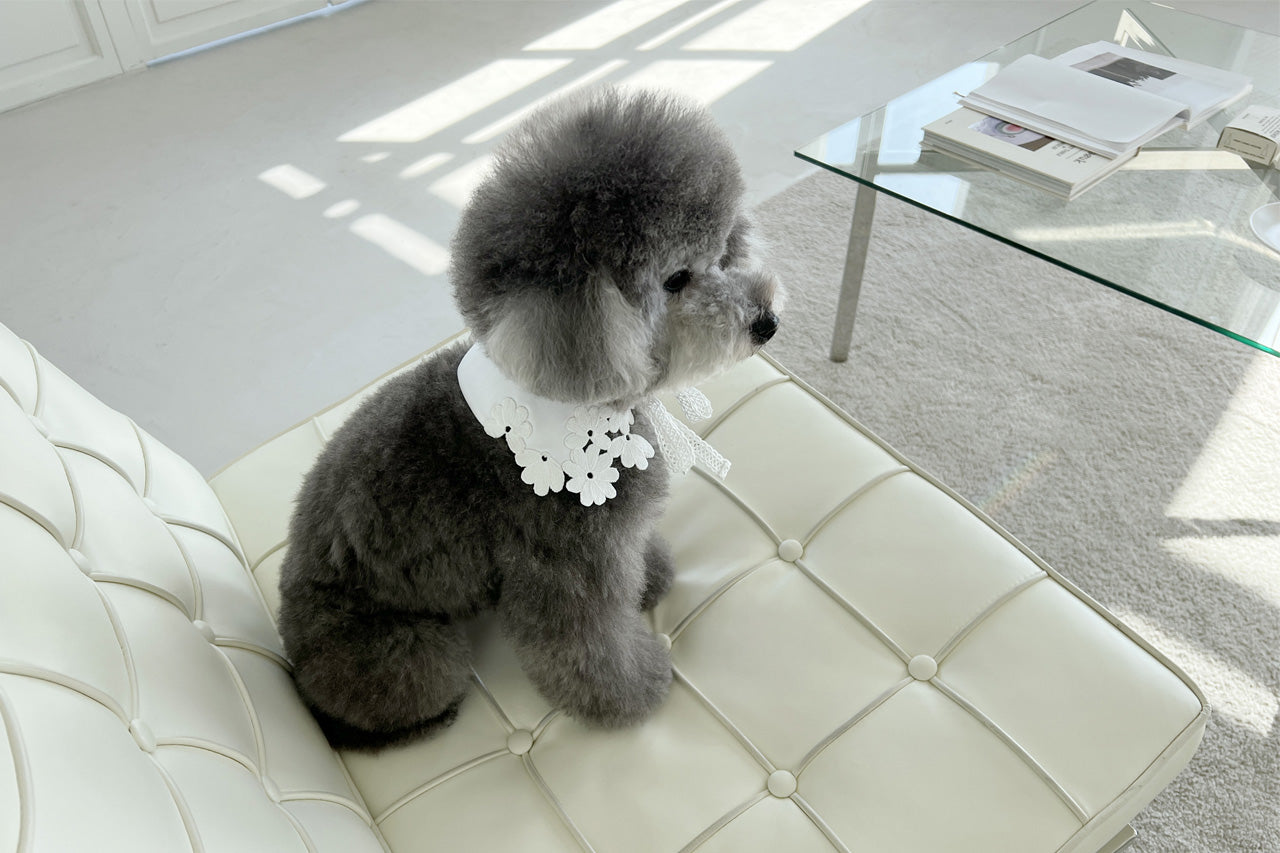 クーズカラー / COOZ collar