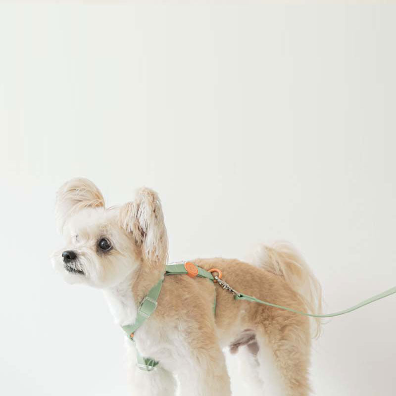ウォータープルーフハーネス / Macaron Waterproof Harness