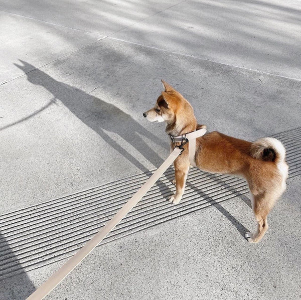 八の字型ハーネス / OTTO DOG HARNESS