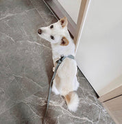 八の字型ハーネス / OTTO DOG HARNESS