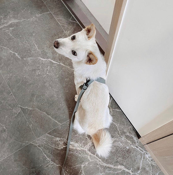 八の字型ハーネス / OTTO DOG HARNESS