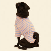 ストライプ リブ プルオーバー / Striped sweatshirt