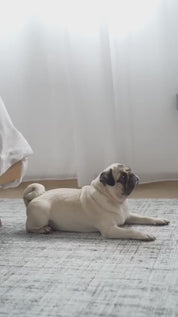 八の字型ハーネス / OTTO DOG HARNESS