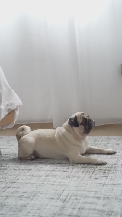 八の字型ハーネス / OTTO DOG HARNESS