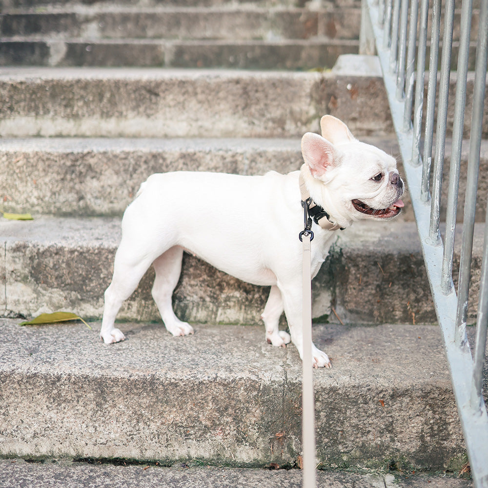 ウルトラライト スキニーリード 袋つき / APEX ULTRALIGHT＋SKINNY LEASH