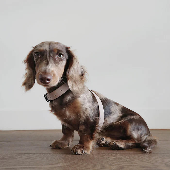  OTTO DOG HARNESS