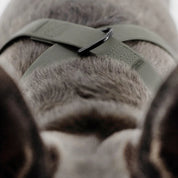 八の字型ハーネス / OTTO DOG HARNESS