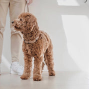 八の字型ハーネス / OTTO DOG HARNESS