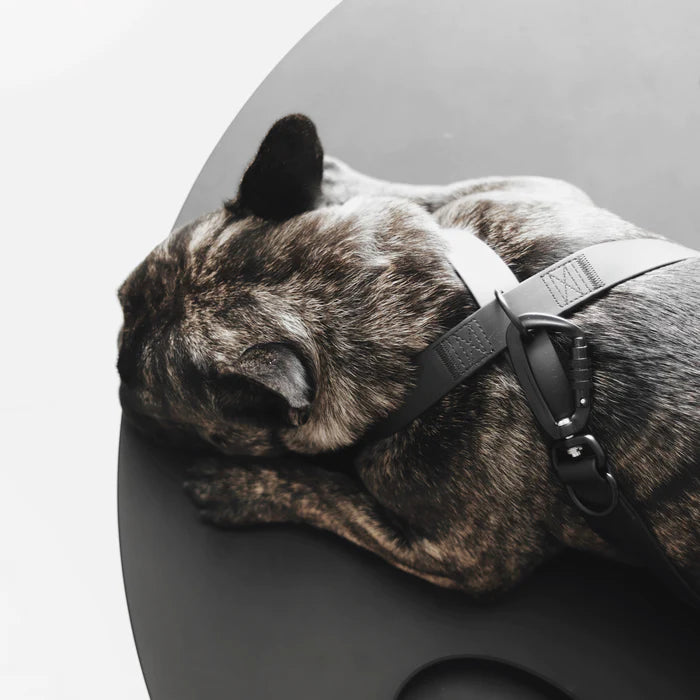 八の字型ハーネス / OTTO DOG HARNESS