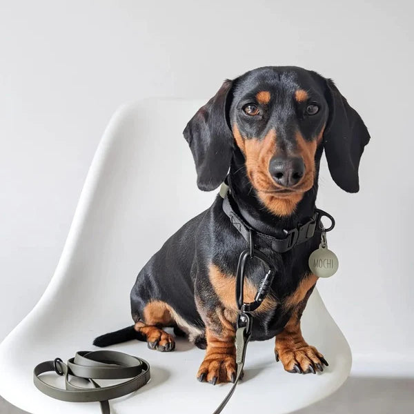 image_600x_464ce3fa-5a83-4075-b461-c49f69e7b703.webp