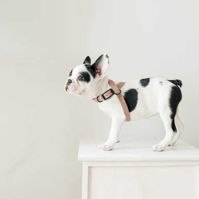 八の字型ハーネス / OTTO DOG HARNESS
