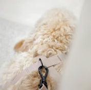 八の字型ハーネス / OTTO DOG HARNESS