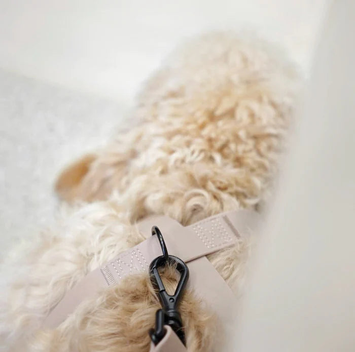 八の字型ハーネス / OTTO DOG HARNESS